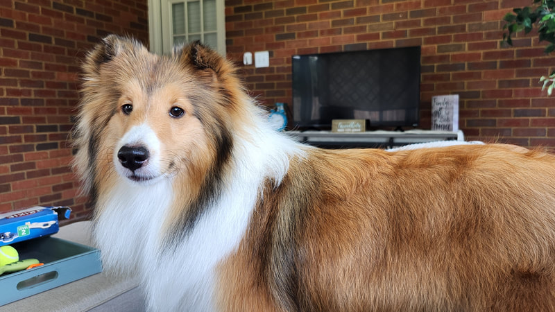 Morningstar Wistwin Dreams Can Come True CGC TKN is a 17-month-old sheltie who has just started her training in agility/Rally. She loves playing with Aimee