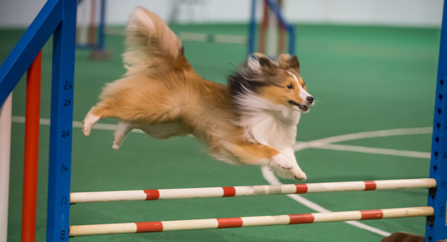 Aimee Wistwin Aim High is a 13-year-old retired Sheltie who no longer participates in trials. She still gets plenty of exercise by playing with Gracie.                                  